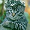 Котик в кепке (Котик в кепке)
