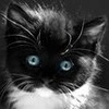 Голубоглазый котенок
