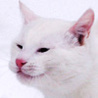 Белый кот