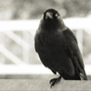 Аватарка - Crow