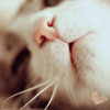 Cats love