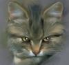 Хмурый котенок