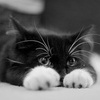 Кот
