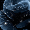Аватарка - Темно-синяя роза