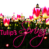 Тюльпановая весна
