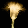 Heart of flover
