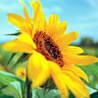 Аватарка - Солнечный цветок