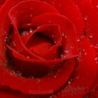 Аватарка - Красная роза