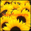 ~Sunflowers~