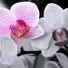 Две орхидеи