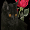 Черная кошка и красная роза