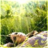 Summer dream