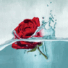 Роза в воде (Роза в воде)