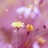 Волшебные цветы (ВОлшебные цветы)