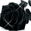 Black rose