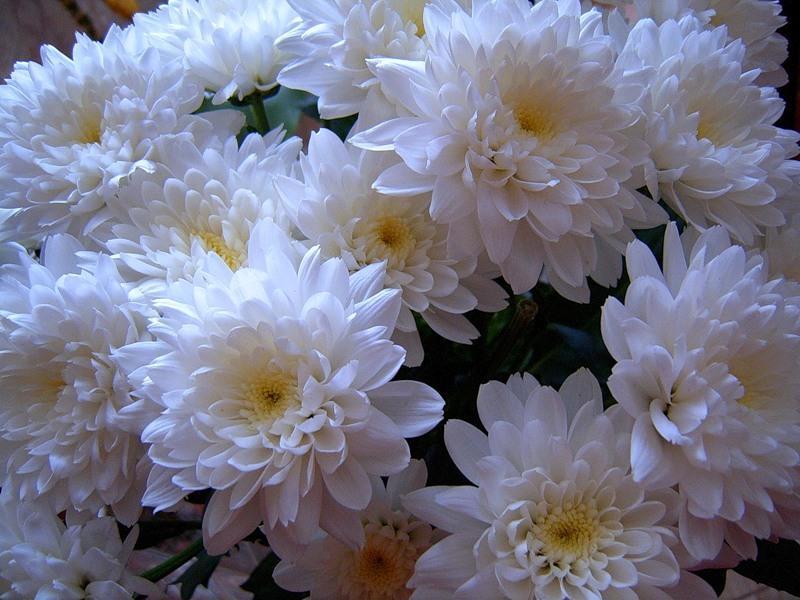 Поздравления С Днем Рождения Цветы Хризантемы