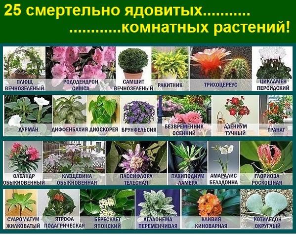 Перечень цветов комнатных 138