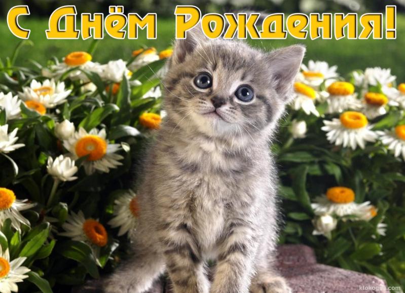 Котёнок с днём рождения Котёнок с днём рождения