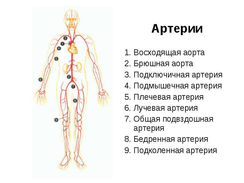 Где находятся аорта