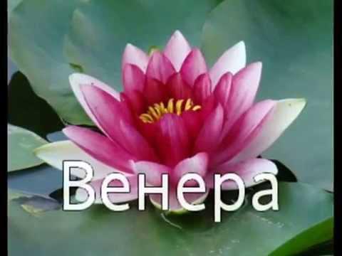 Поздравление день рождение имя венера Поздравление день рождение имя венера