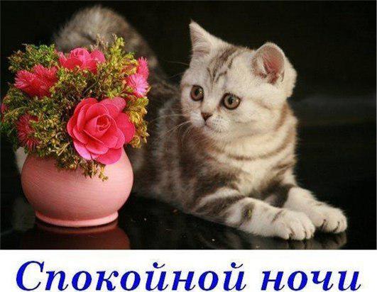 Цветок спокойной ночи Цветок спокойной ночи