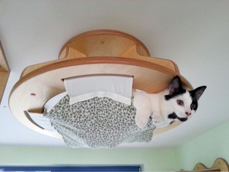 Кошачий рай своими руками
