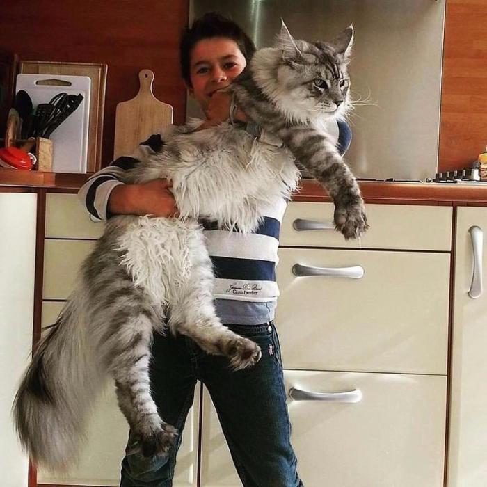 Кот майкун самый большой