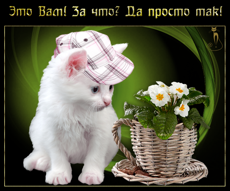 Простотак ком открытки Простотак ком открытки