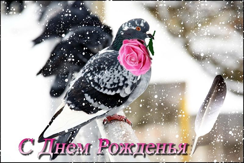 Поздравление С Днем Рождения Открытка С Голубями