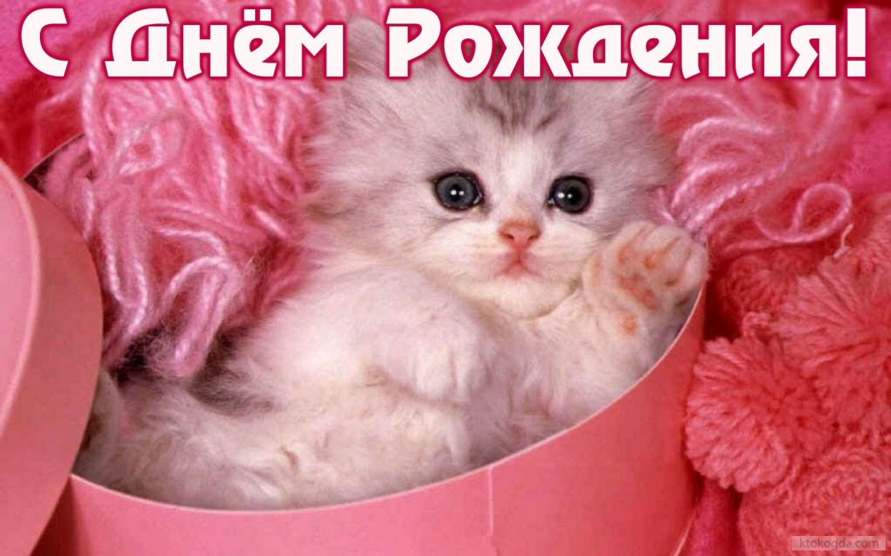 Картинки о котах поздравления с днем рождения Картинки о котах поздравления с днем рождения