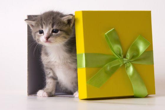 Подарки с котиками на день рождения Подарки с котиками на день рождения