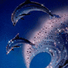 Аватарка - Дельфины
