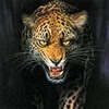Аватарка - Леопард