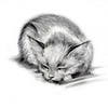 Аватарка - Спящая кошка