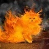 Аватарка - Огненный кот