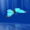 Бабочка в отражении