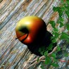 Яблоко на деревянной поверхности