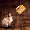 Кошка, сыр и мышь