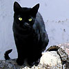 Аватарка - Черная кошка