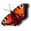 Аватарка - Красная бабочка