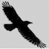 Аватарка - Парящая птица