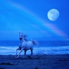 Лошадь на берегу при луне