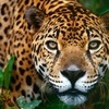 Аватарка - Jaguar