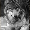 Волк (Volk)