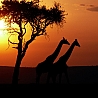 Жирафы и закат