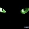 Аватарка - Кошачьи глаза