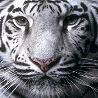 Аватарка - Белый тигр