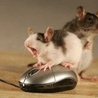 Мышки