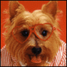 Аватарка - Собака в очках