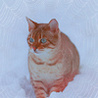 Аватарка - Кот идет по снегу